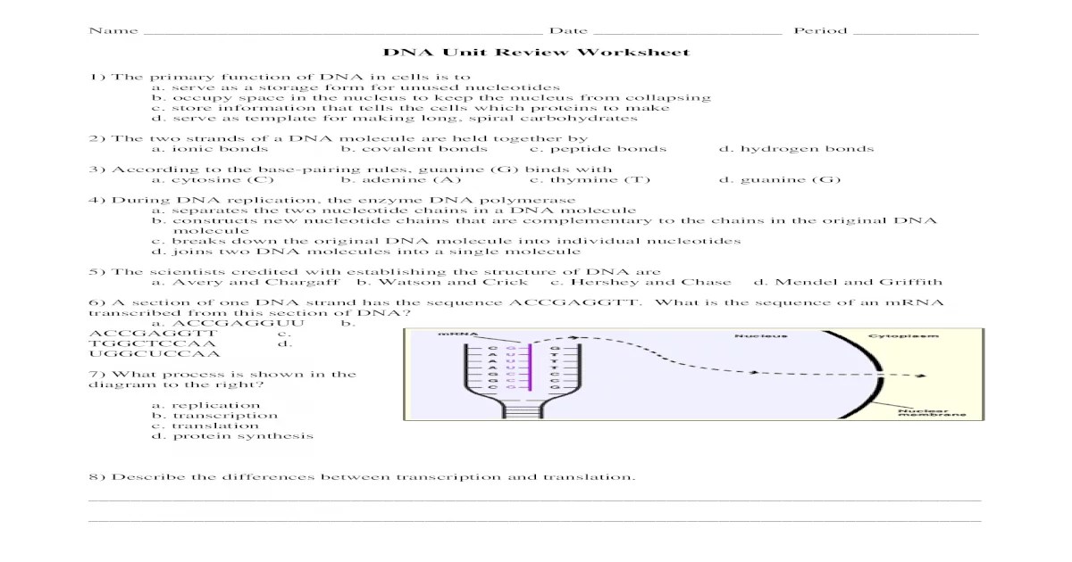 Bio dna unit review worksheet