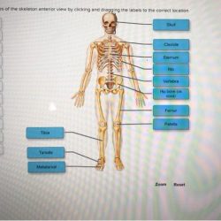 Drag the labels to classify bones by shape