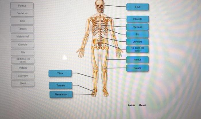 Drag the labels to classify bones by shape