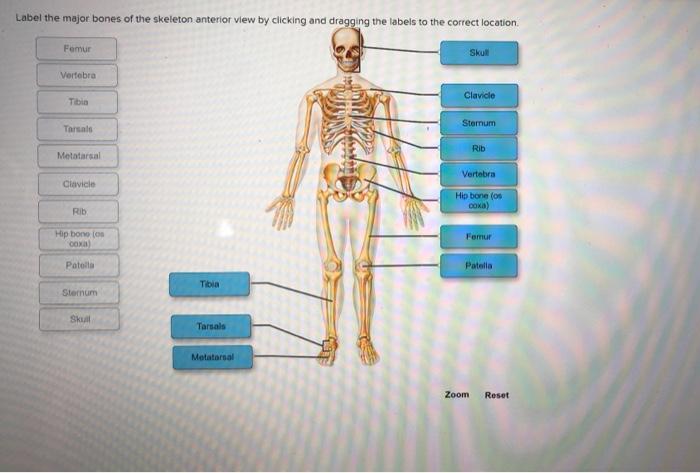 Drag the labels to classify bones by shape