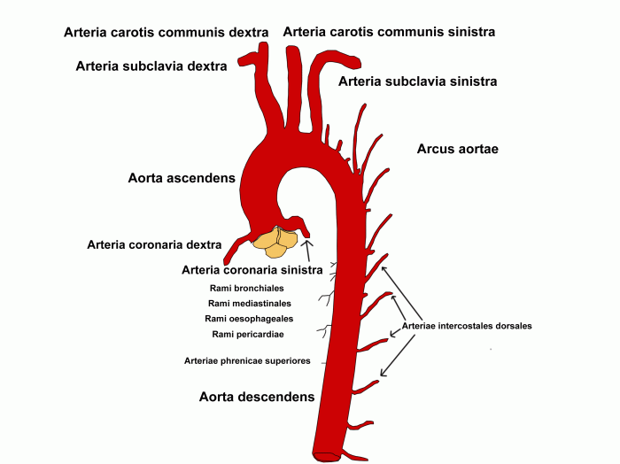 Aorta ascendens aort arterien aortenbogen truncus abgang aortenklappe brachiocephalicus aneurysma hauptschlagader herzen übergang