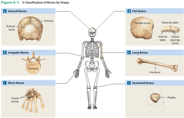 Drag the labels to classify bones by shape