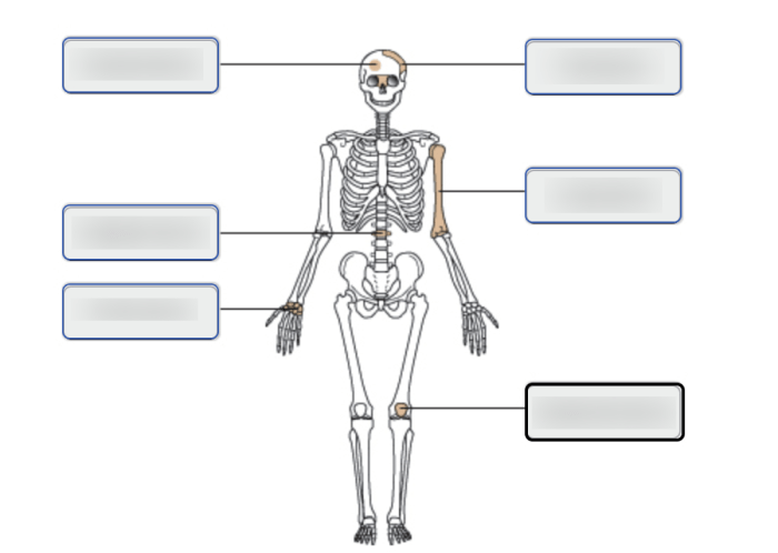 Markings bones anatomy descriptions physiology amplifire kf1