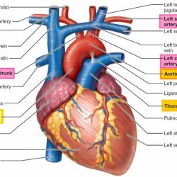 Major vessel from the heart crossword