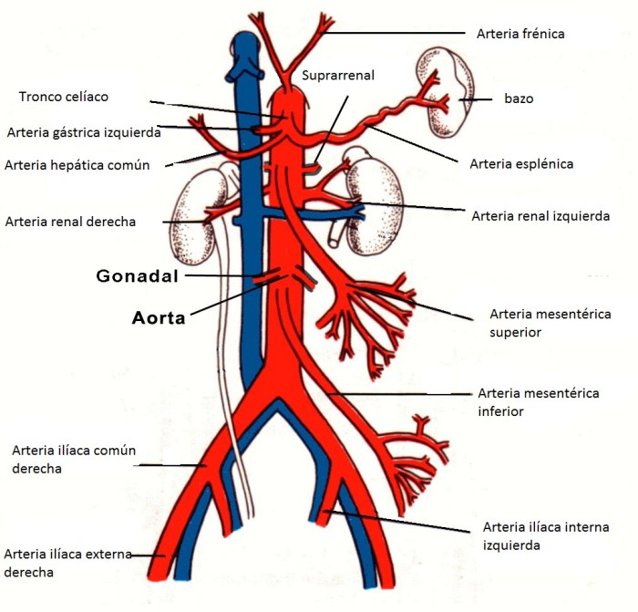 Aorta partes ascendente