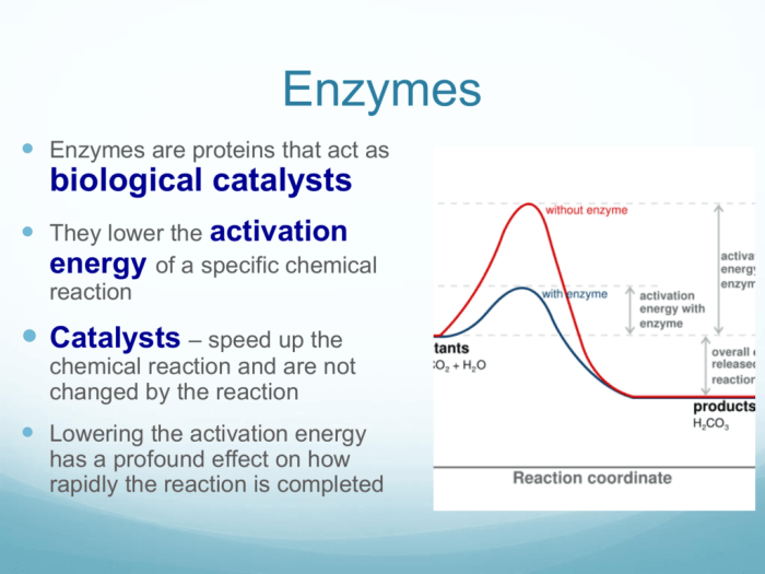 How do enzymes catalyze biological reactions select all that apply