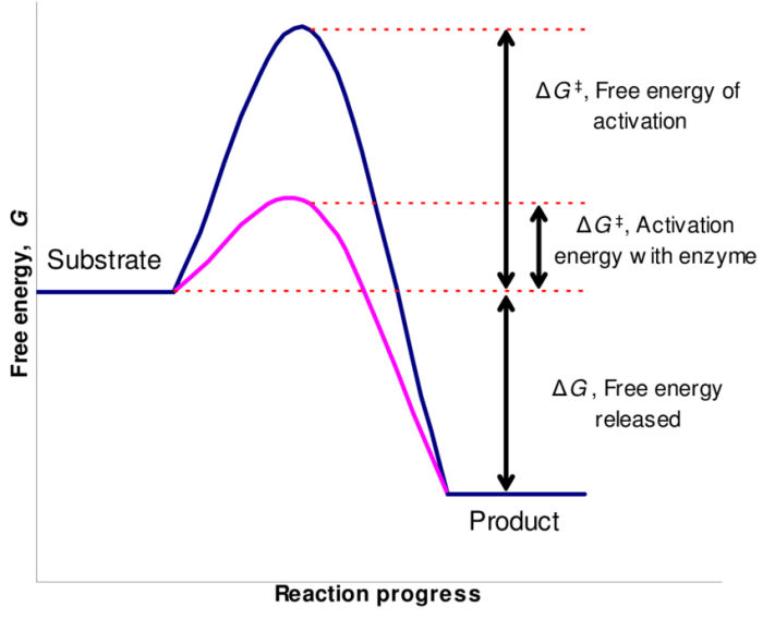 Catalysts catalysed faster chemguide