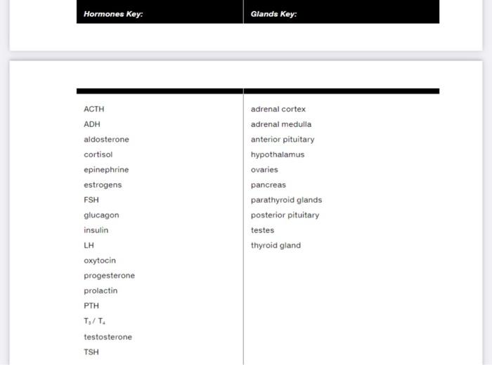 Functional anatomy of the endocrine glands review sheet