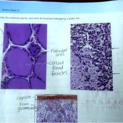 Functional anatomy of the endocrine glands review sheet