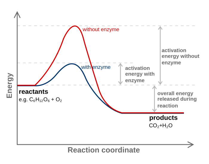 How do enzymes catalyze biological reactions select all that apply