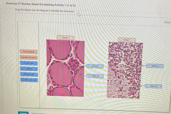 Functional anatomy of the endocrine glands review sheet