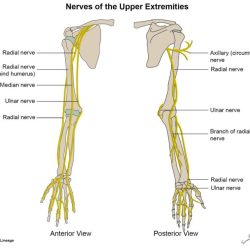 Lower innervation extremity msk