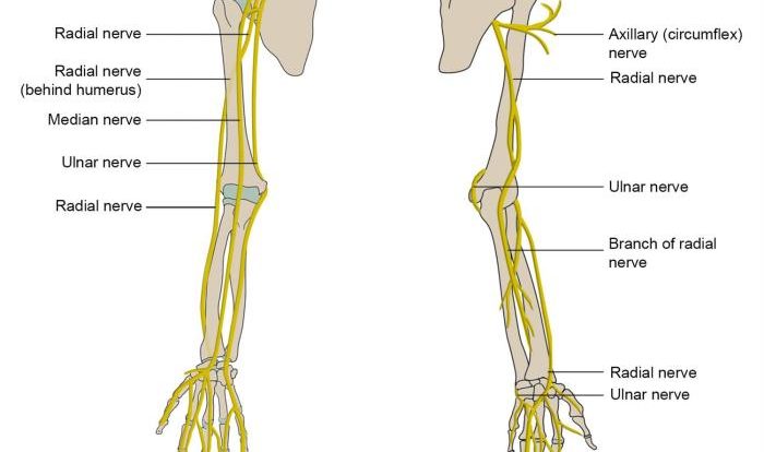 Lower innervation extremity msk